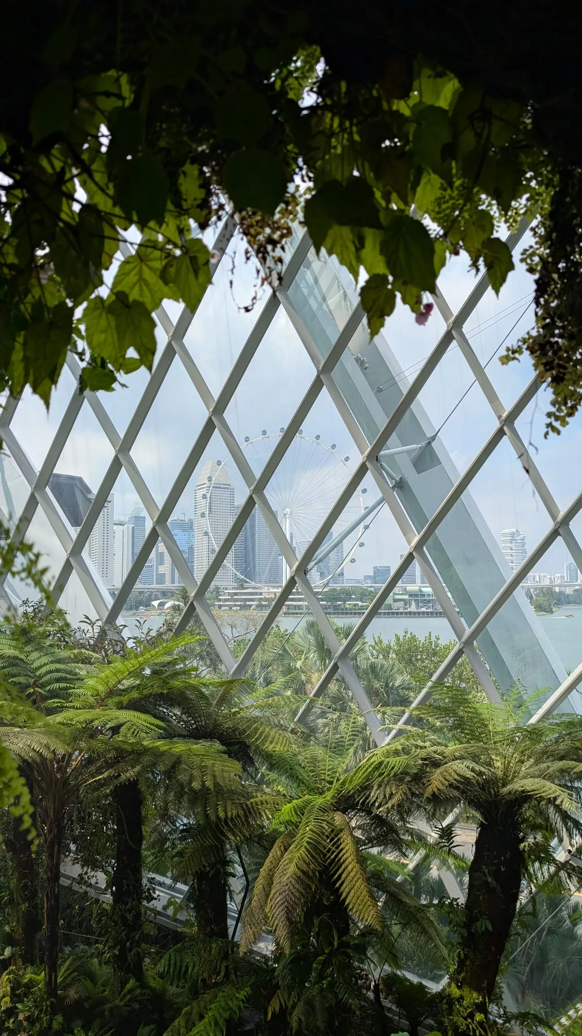 Die Aussicht von den oberen Etagen ist traumhaft Die Aussicht von den oberen Etagen des Cloud Forest ist traumhaft