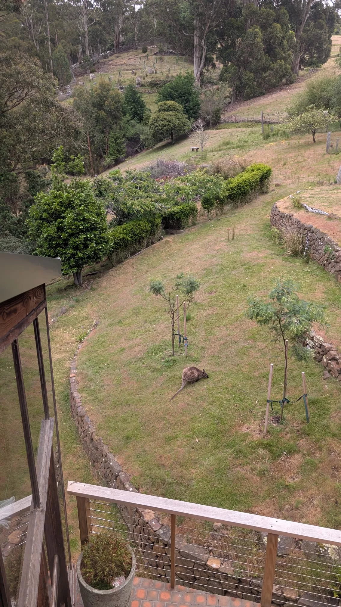 Kängurus, Vögel, Kaninchen & sogar Tasmanische Teufel als Nachbarn Kängurus, Vögel, Kaninchen & sogar Tasmanische Teufel als Nachbarn im Ferienhaus von Ridgeway (Hobart, Tasmanien)