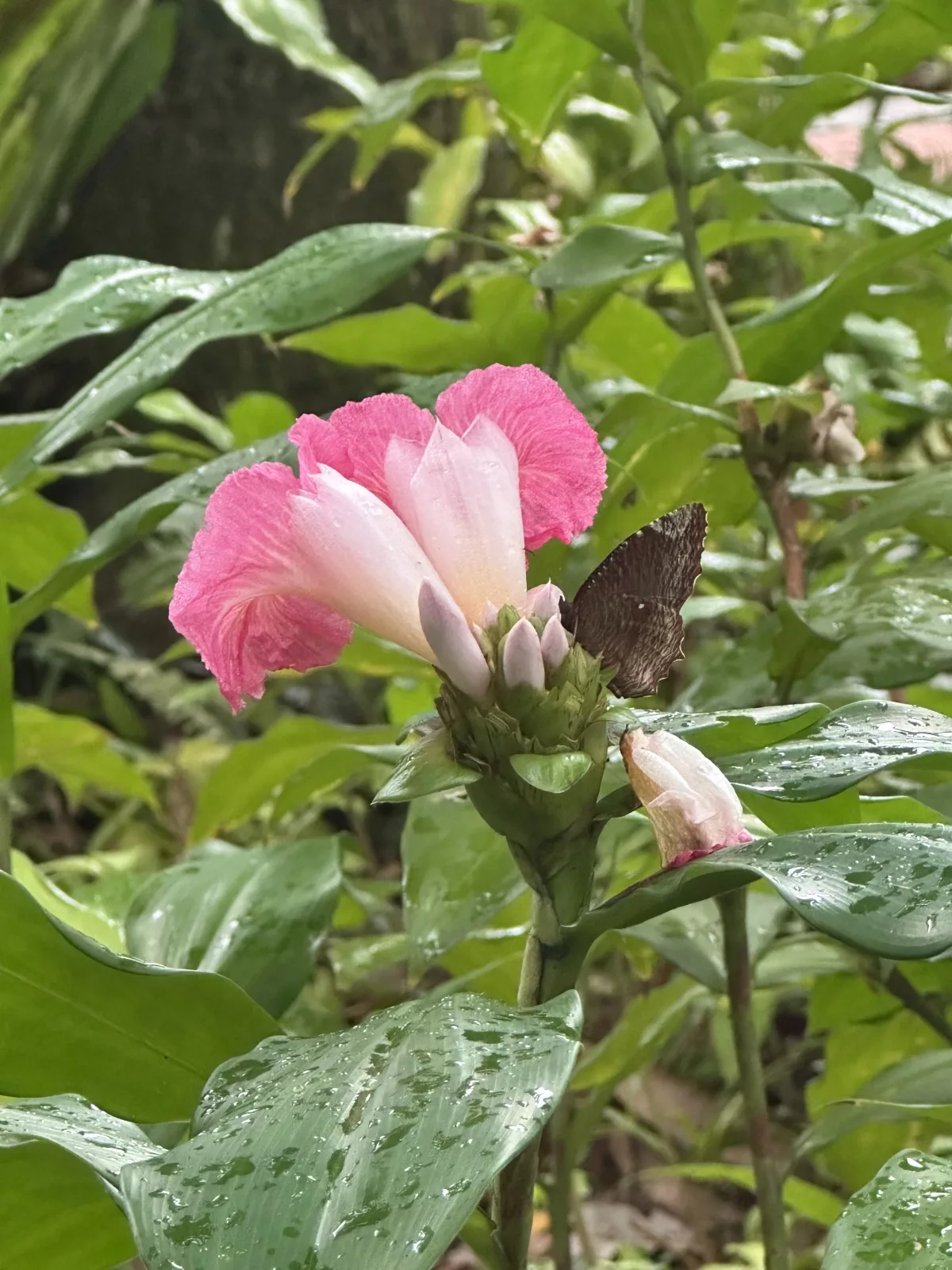 Hier bist du mitten in der Stadt und trotzdem gefühlt im Regenwald Hier bist du mitten in der Stadt und trotzdem gefühlt im Regenwald