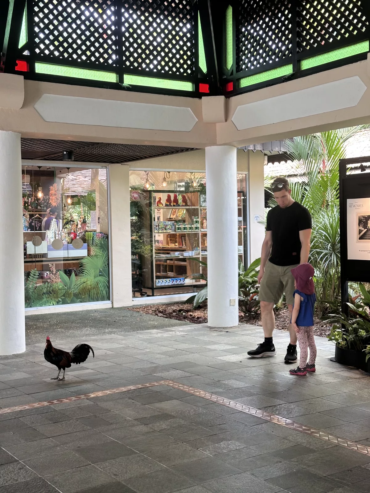 Wie überall in Singapur sind Hühner und Hähne unterwegs Wie überall in Singapur sind Hühner und Hähne aktiv