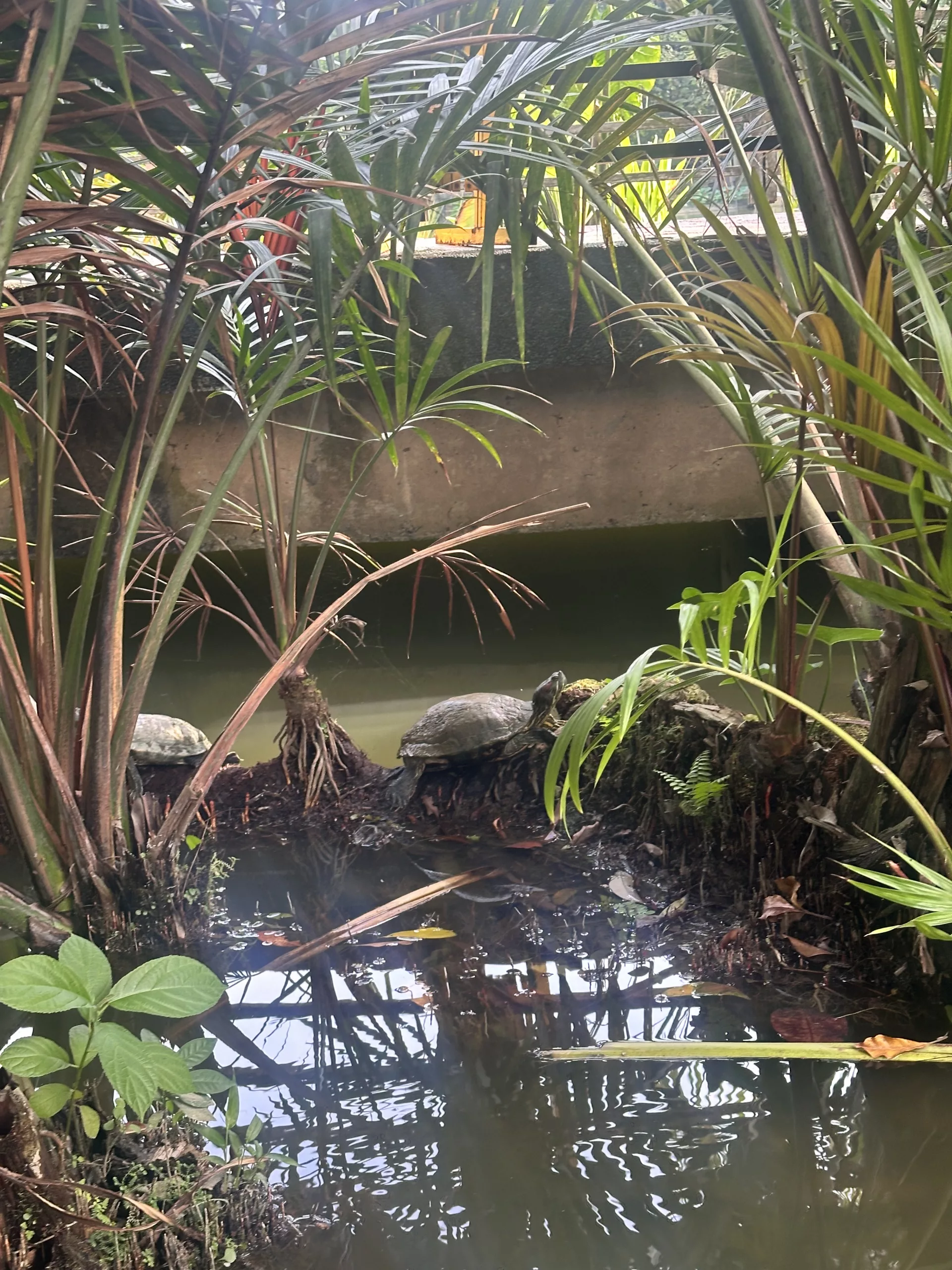 Schildkröten genießen die Ruhe im Botanischen Garten Singapur