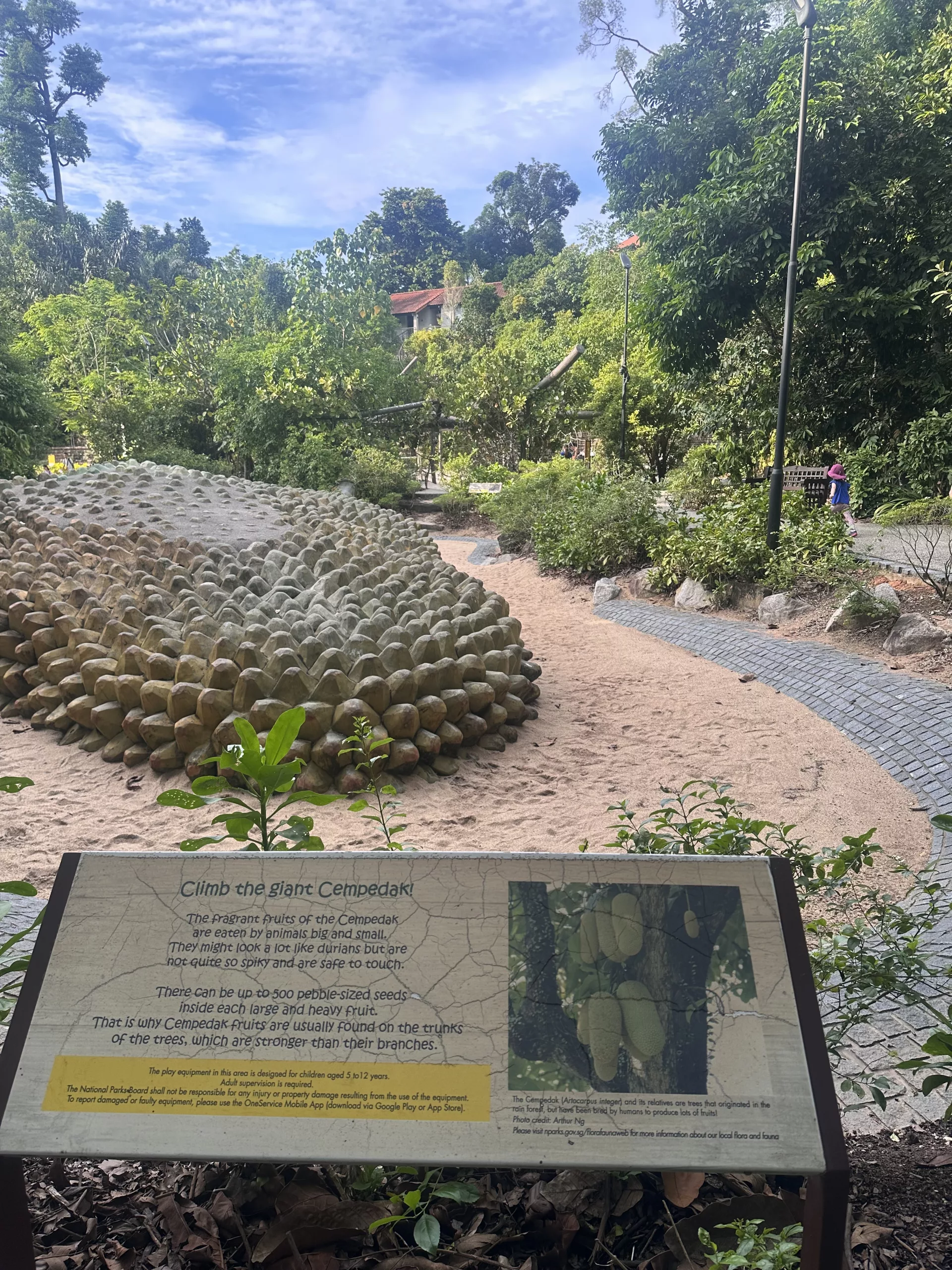 Tropische Früchte zum Klettern gibt es im Botanischen Garten von Singapur auch