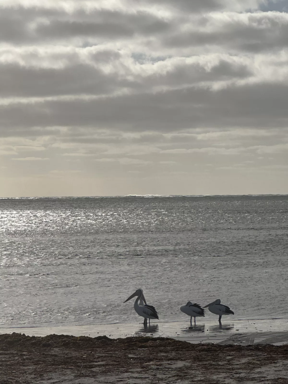 Pelikane im Ort Pelican Point, Name ist Programm