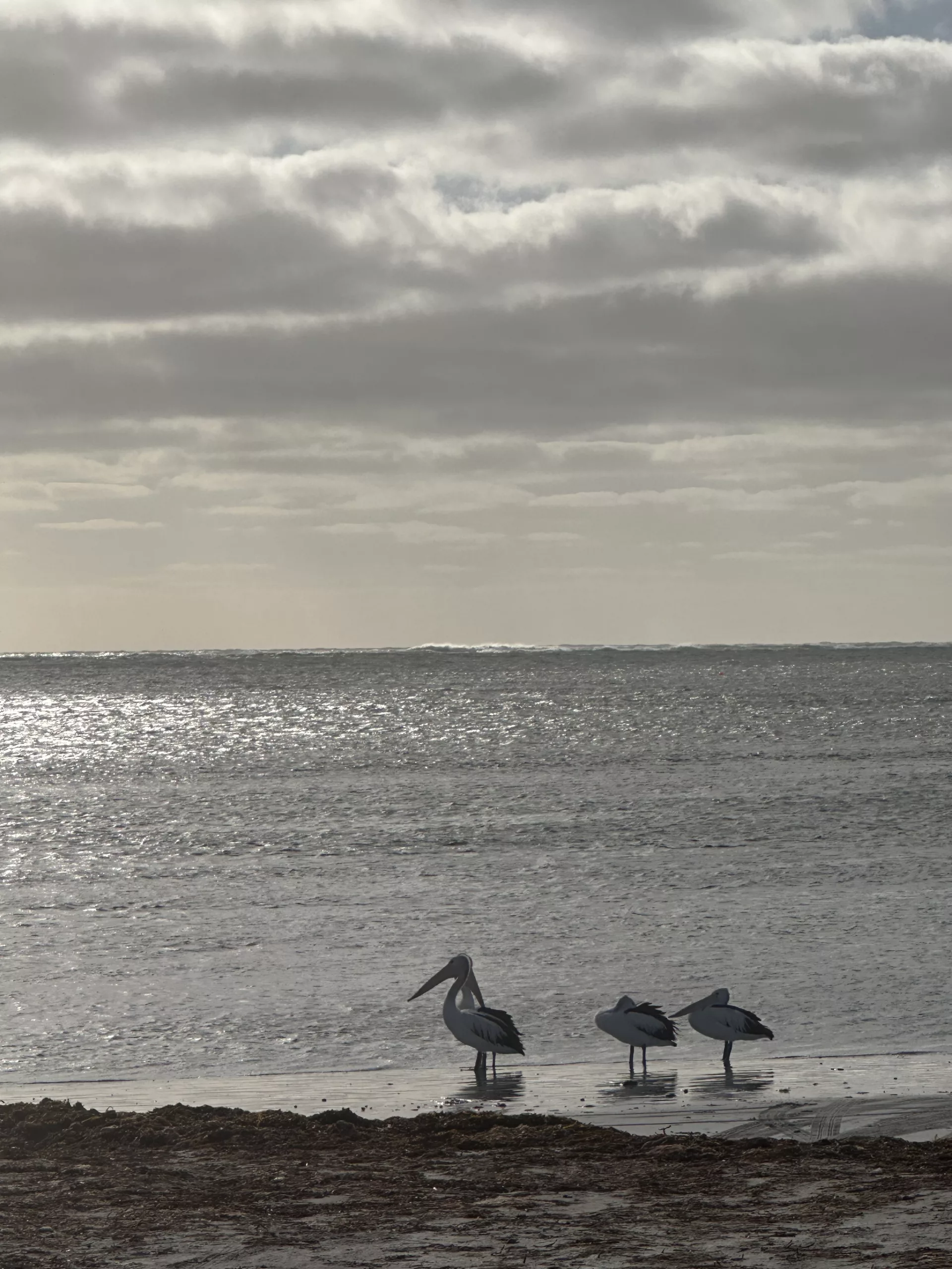 Pelikane im Ort Pelican Point, Name ist Programm