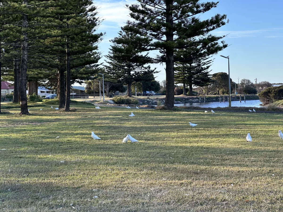 Auf der Wiese gegenüber des Motels tummelten sich Kakadus