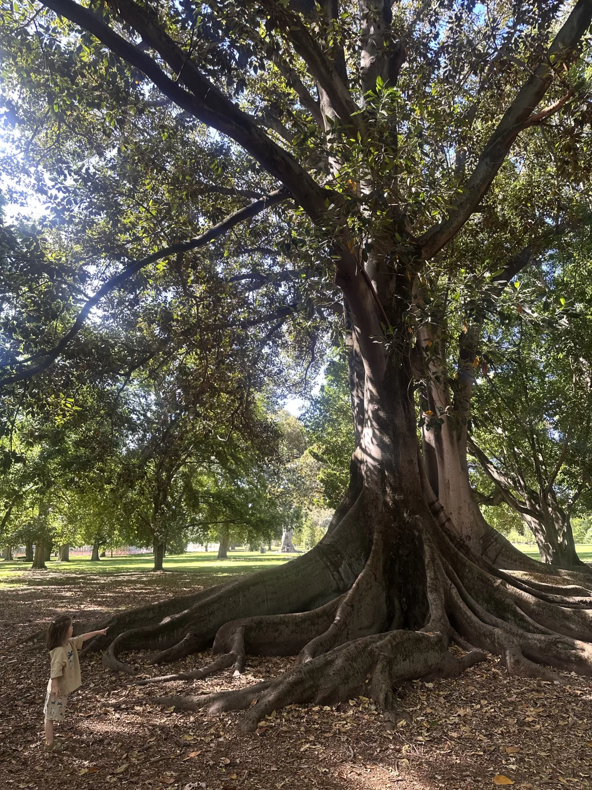 Riesige Ficus-Bäume vor dem Botanischen Garten