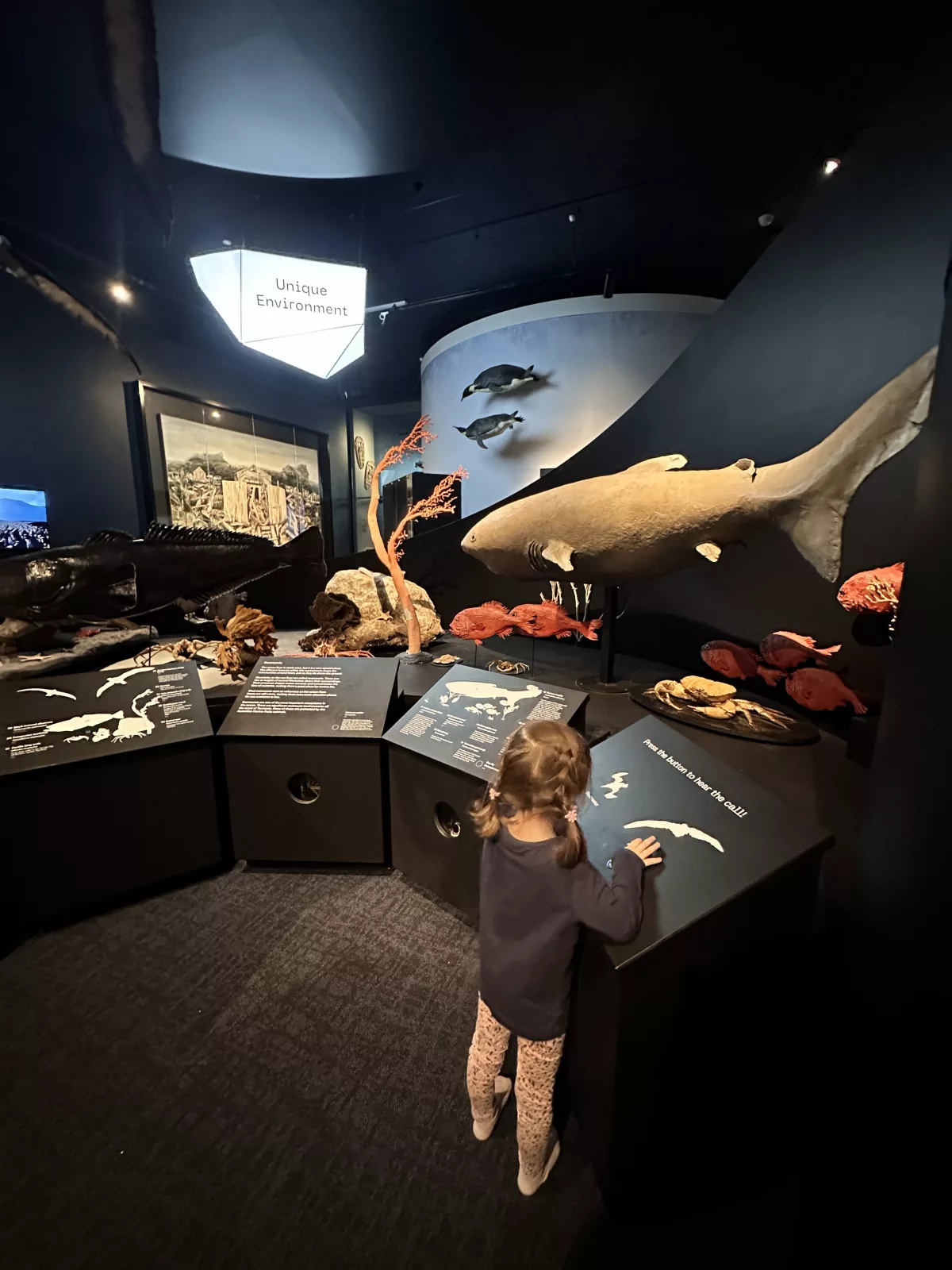 Die tasmanische Tierwelt wird natürlich auch vorgestellt Die tasmanische Tierwelt wird natürlich im Tasmanian Museum auch vorgestellt