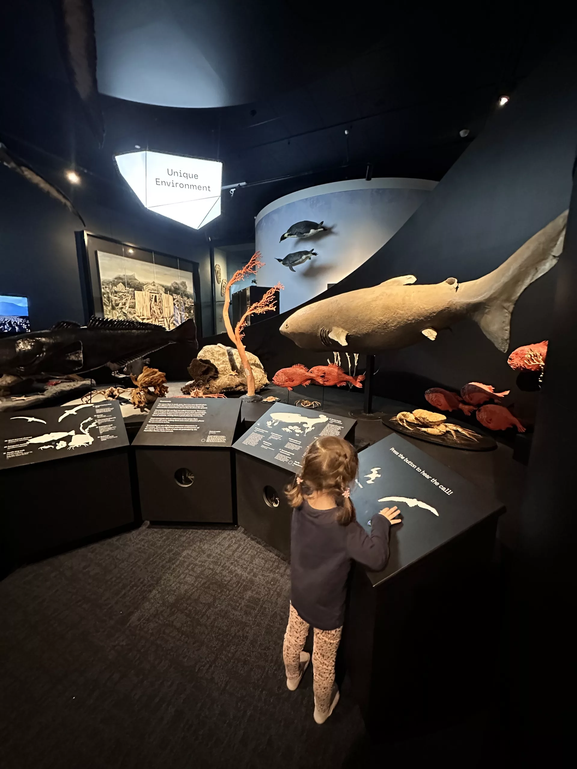 Die tasmanische Tierwelt wird natürlich im Tasmanian Museum auch vorgestellt