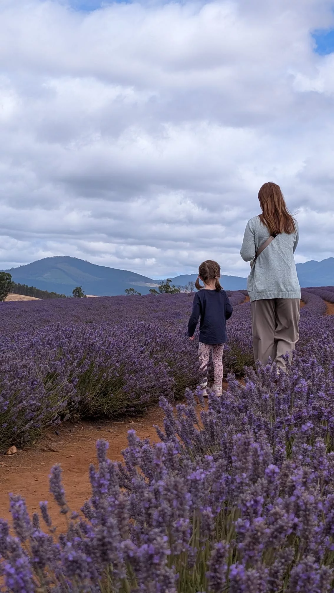 Ein Spaziergang durch die lilafarbenen, duftenden Blumen macht allen Spaß Ein Spaziergang durch die lilafarbenen, duftenden Blumen macht allen Spaß