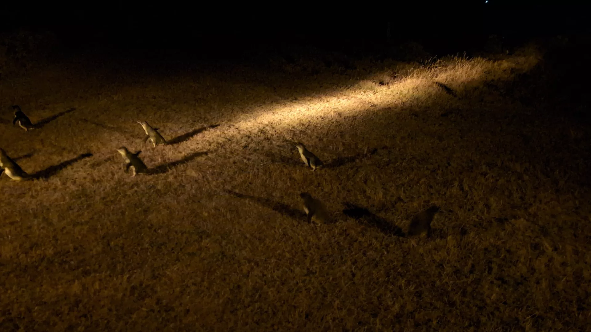 Mutige Eltern-Pinguine auf dem Weg zum Nachwuchs