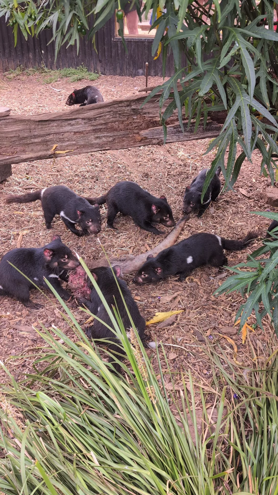 Zum Schluss konnten wir bei der Fütterung der Tasmanischen Teufel zuschauen Dann konnten wir bei der Fütterung der Tasmanischen Teufel zuschauen