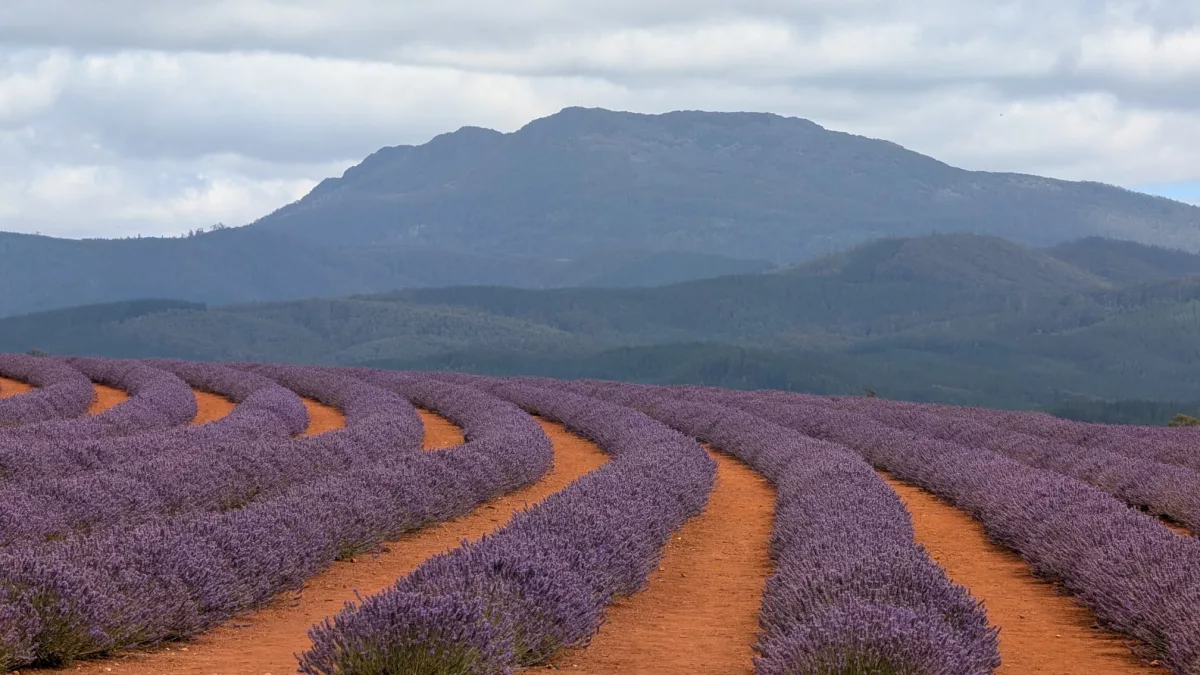 Gefühlt endlose Reihen von blühendem Lavendel Gefühlt endlose Reihen von blühendem Lavendel in Bridestowe