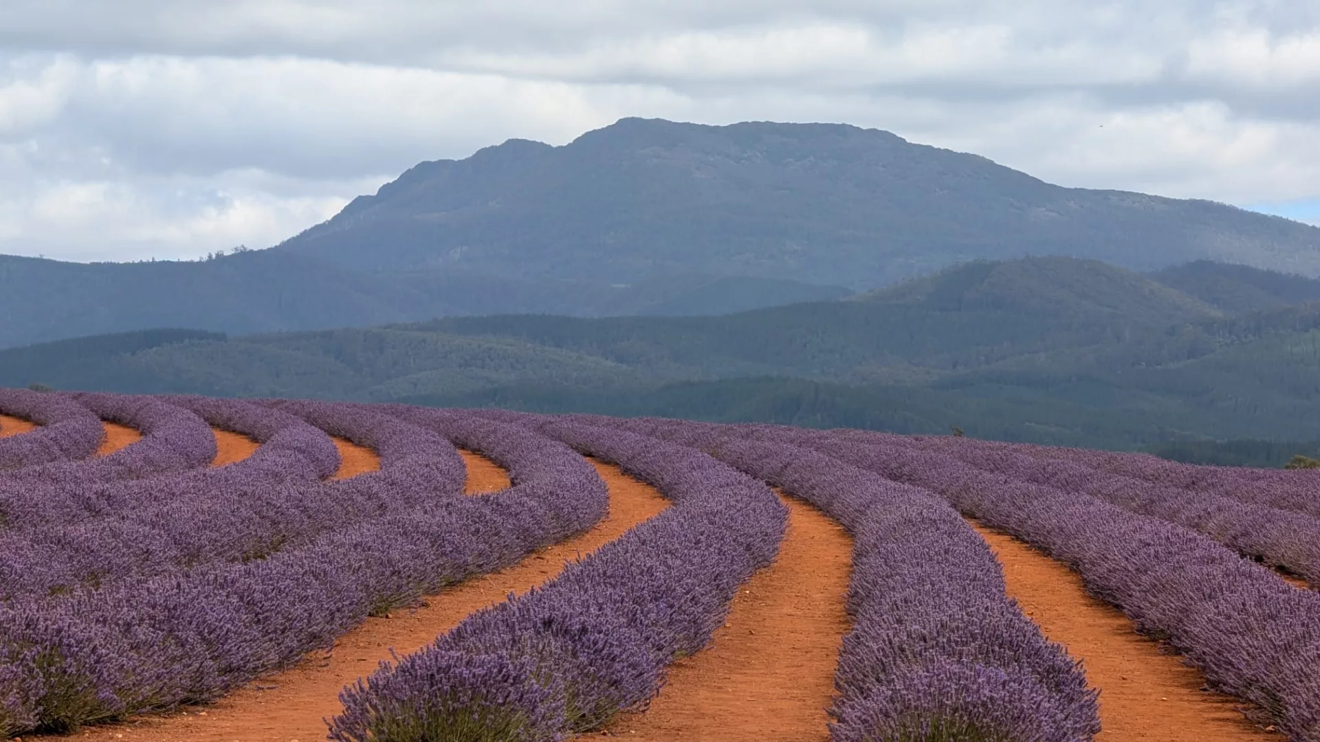 Gefühlt endlose Reihen von blühendem Lavendel in Bridestowe
