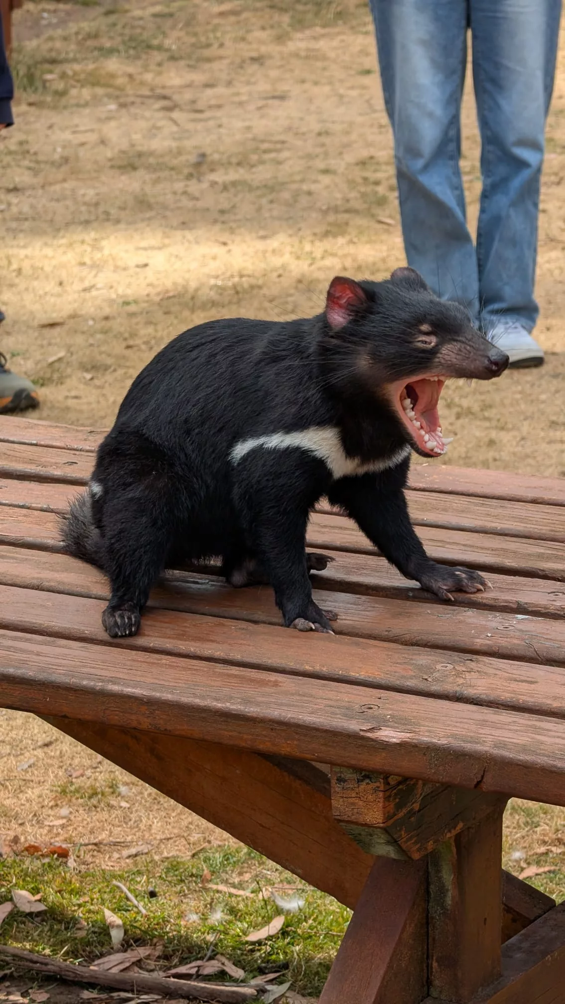 Dann ging es weiter zu den Tasmanischen Teufeln Dann ging es weiter zu den Tasmanischen Teufeln