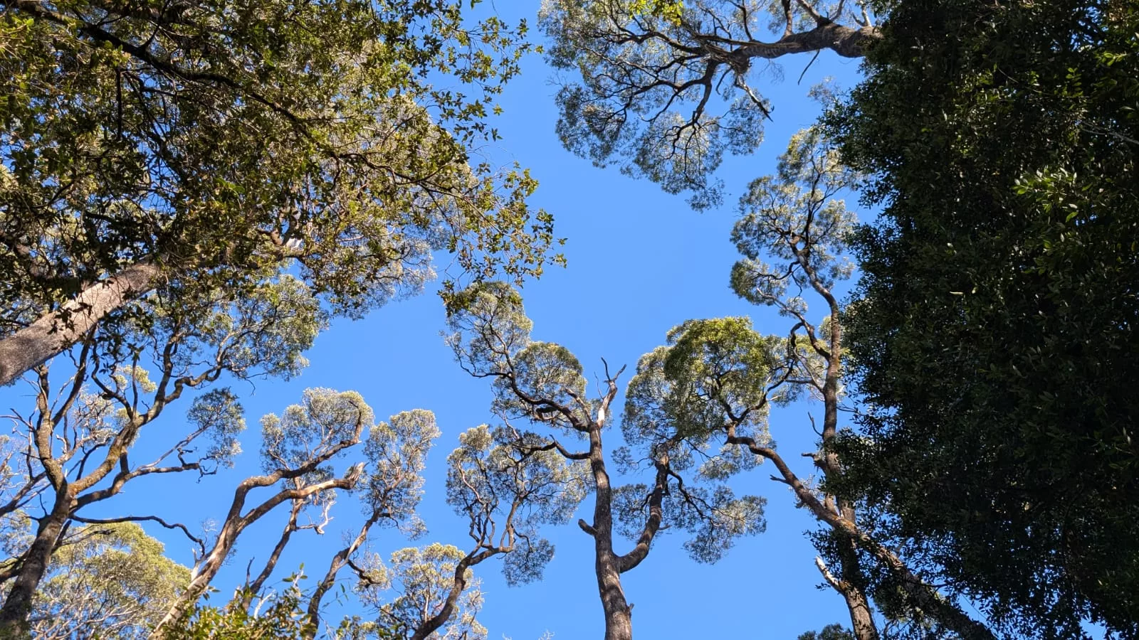 Ein Blick nach oben lohnt sich aufgrund der üppigen grünen Vegetation hier auch