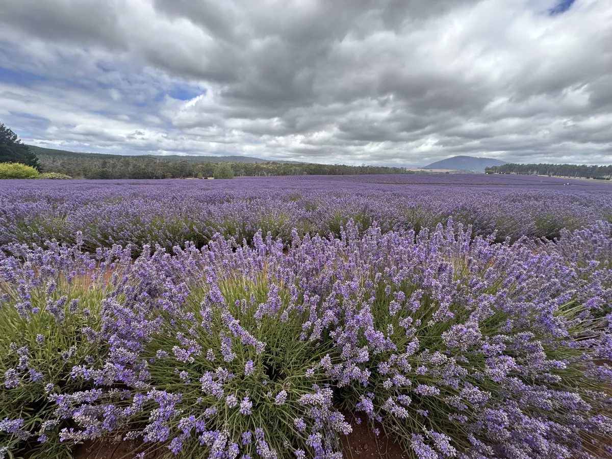 Die unzähligen Blüten locken im Dez und Jan viele Besucher an Die unzähligen Blüten auf der Bridestowe Lavendelfarm locken im Dez und Jan viele Besucher an
