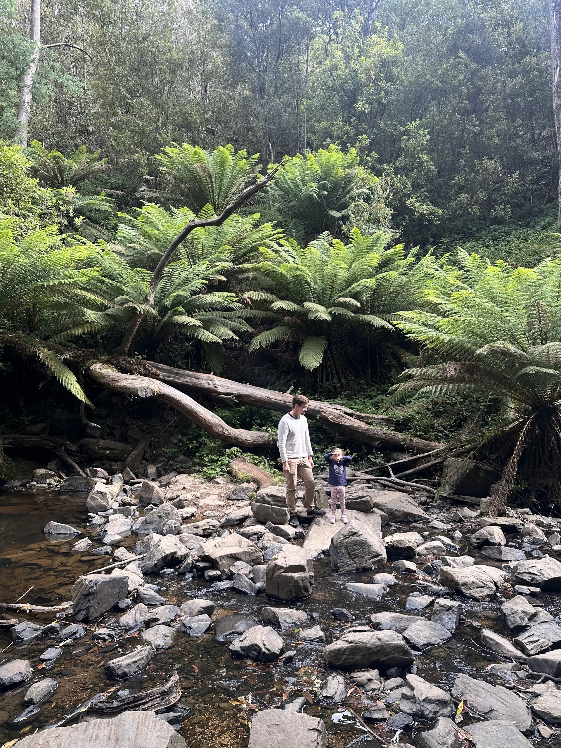 Kletterspaß und Dschungelfeeling sind an den Lilydale Falls inklusive