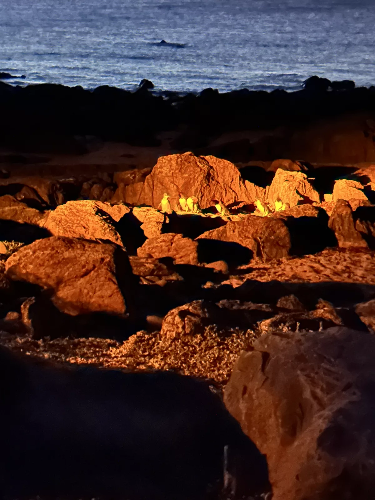 Und dann ging es endlich los: Pinguine im Anmarsch Und dann ging es endlich los: Pinguine im Anmarsch