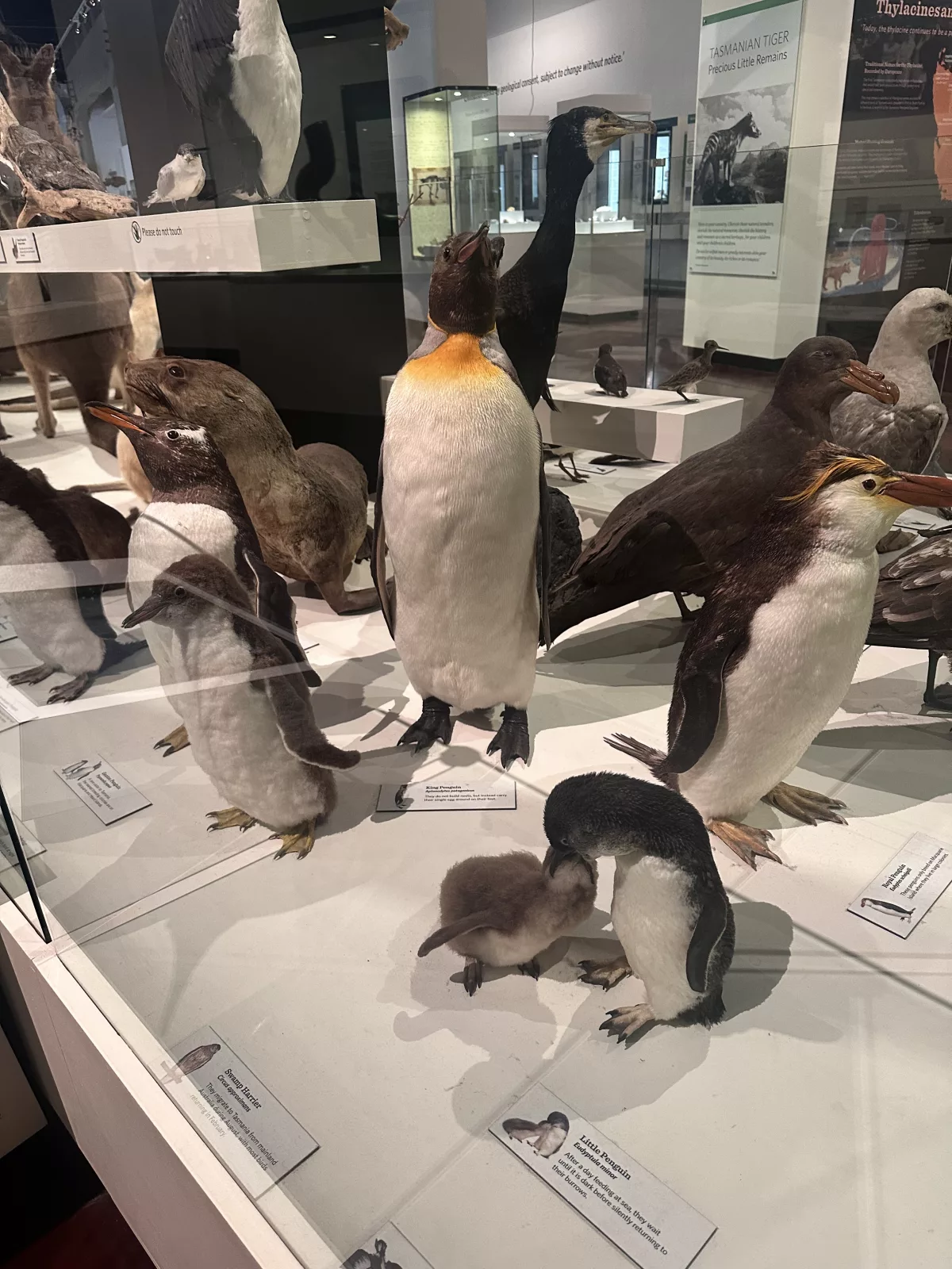 Die kleinsten aller Pinguine haben wir in Low Head beobachtet Die kleinsten aller Pinguine haben wir in Low Head beobachtet