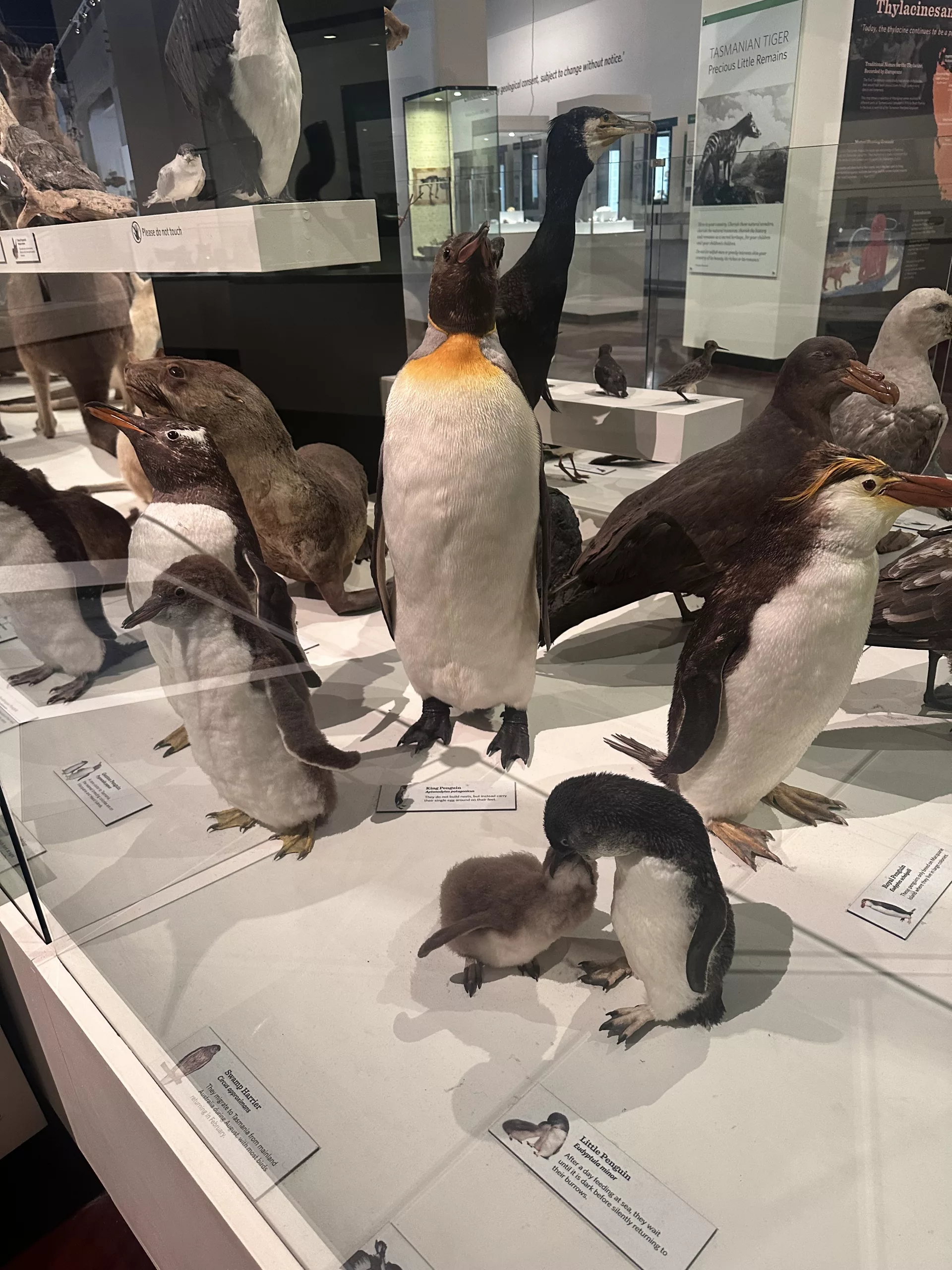Die kleinsten aller Pinguine haben wir in Low Head beobachtet