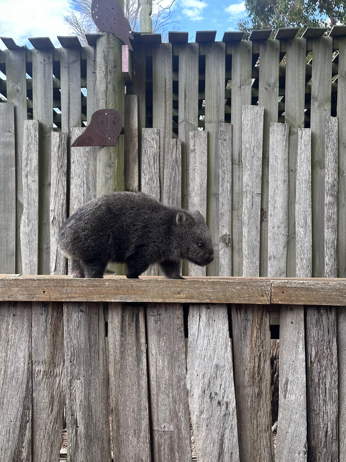 Zuerst lernten wir dieses Wombat-Baby kennen (leider ein Waisenkind) Zuerst lernten wir dieses Wombat-Baby kennen (leider ein Waisenkind)
