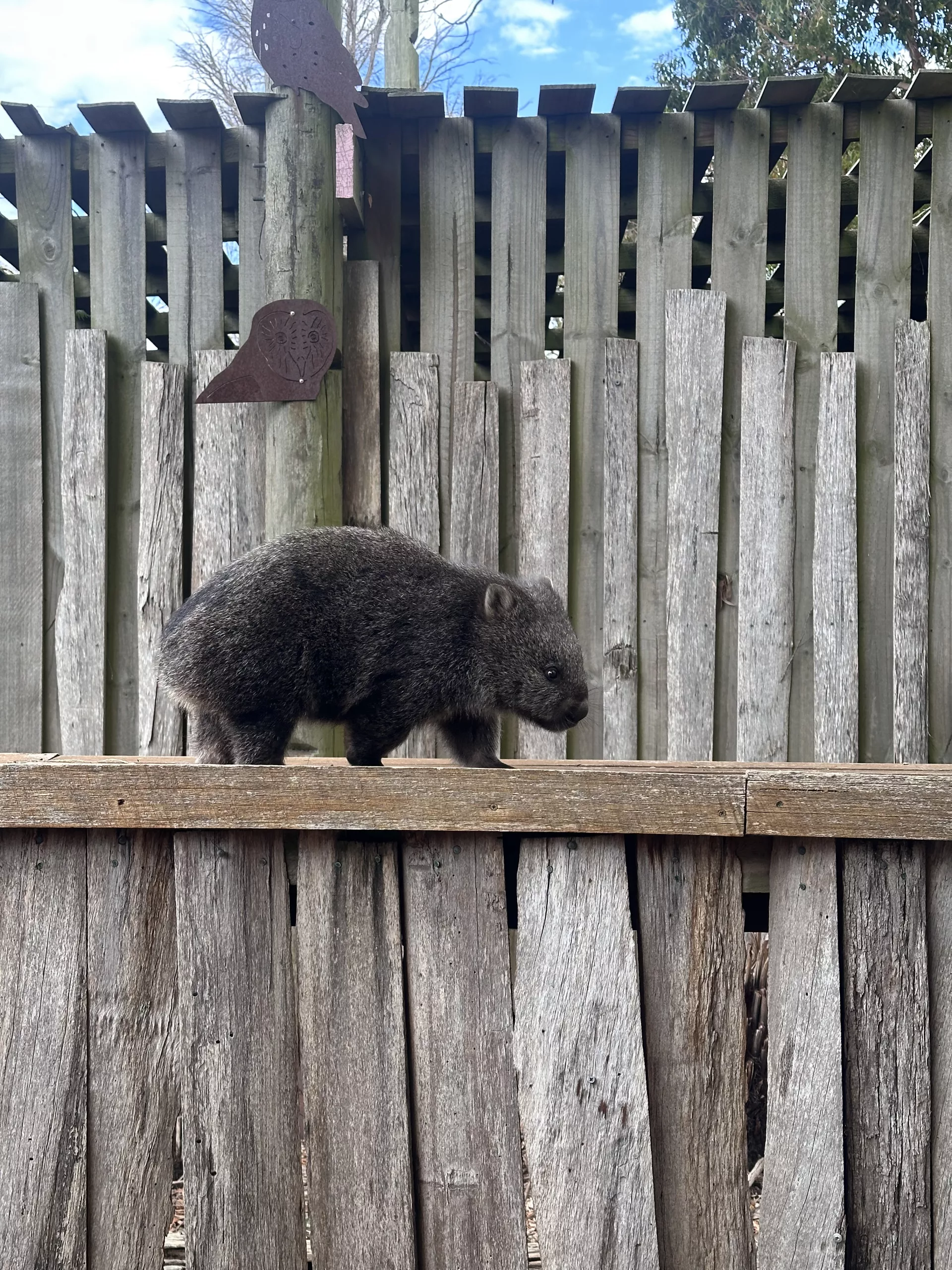 Zuerst lernten wir dieses Wombat-Baby kennen (leider ein Waisenkind)
