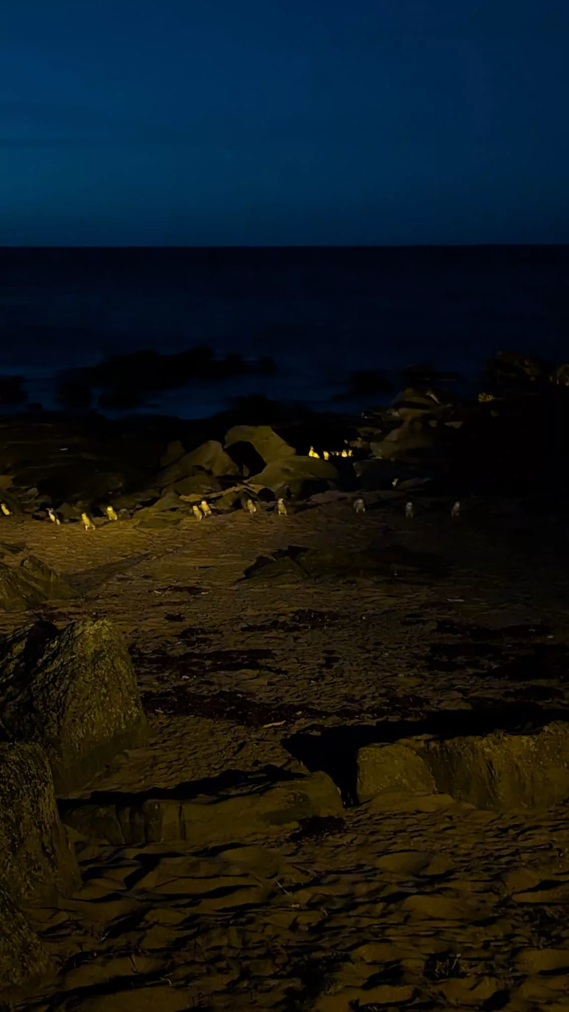 Die Pinguine kommen in kleinen Gruppen angelaufen, die nächsten warten schon Die Pinguine kommen in kleinen Gruppen angelaufen, die nächsten warten schon im Hintergrund