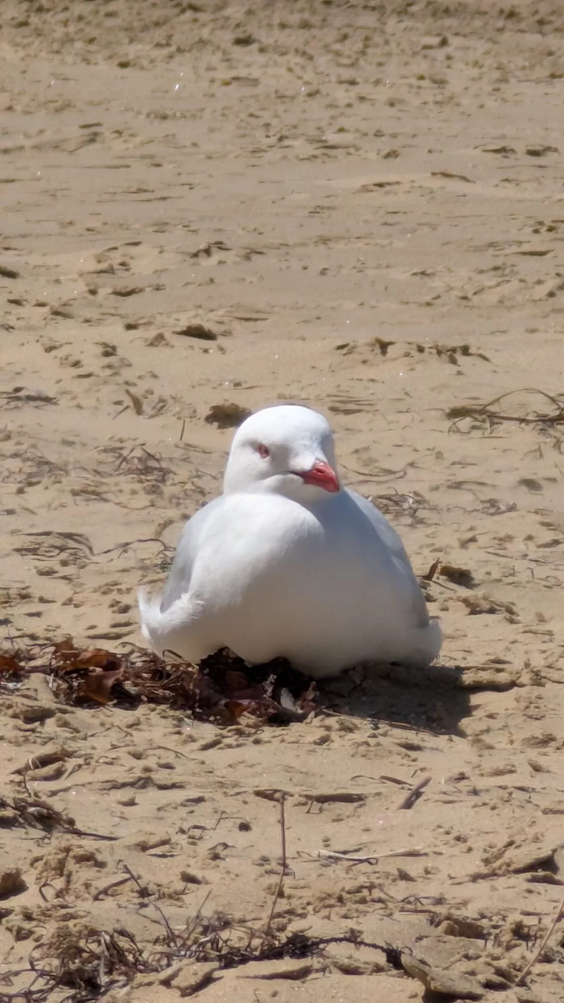 ...oder diese Möwe? Man weiß es nicht ;) Wer hat sich besser im warmen Sand entspannt? Oli (vorheriges Bild) oder diese Möwe?