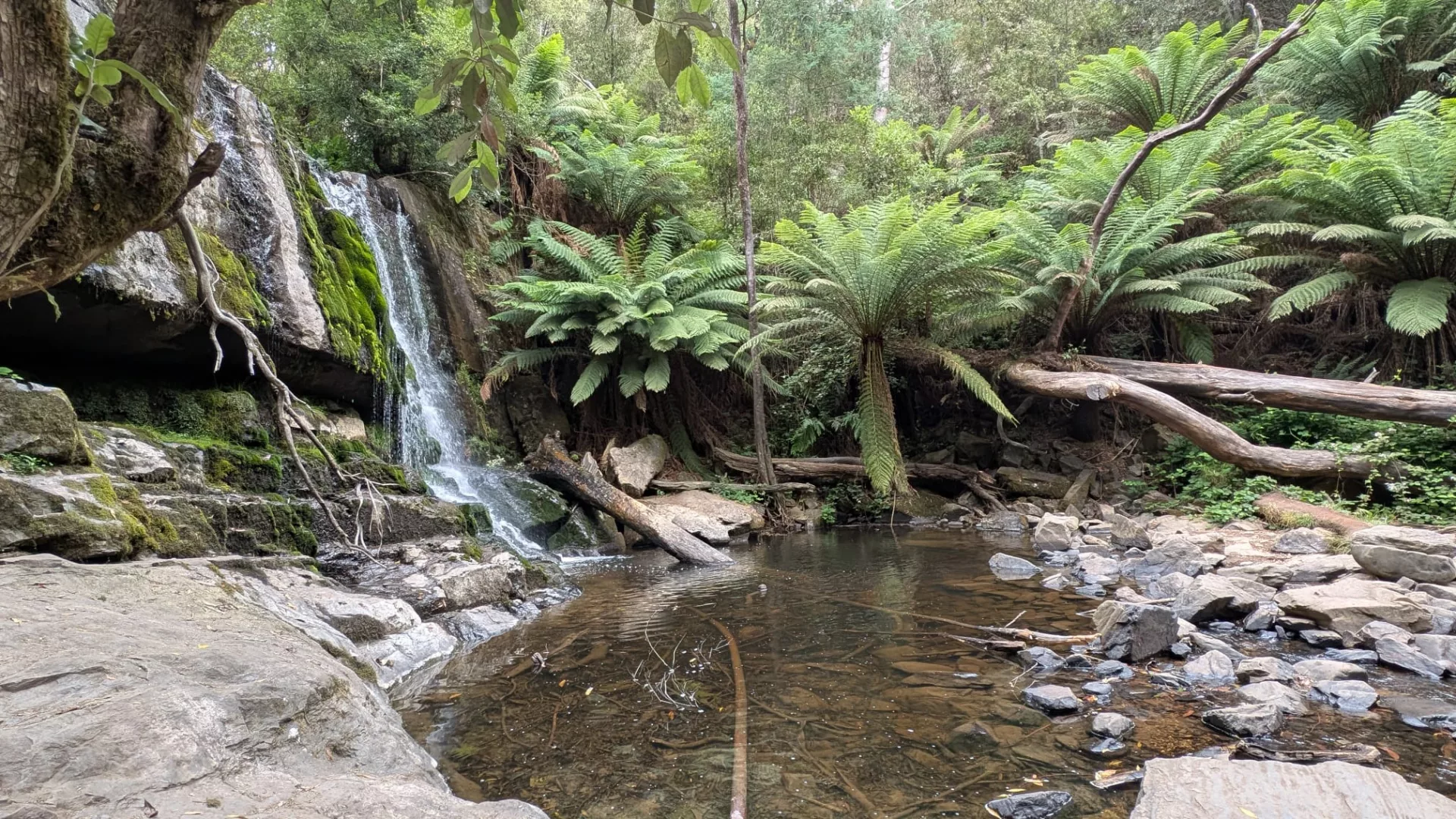 Der erste der Lilydale Falls