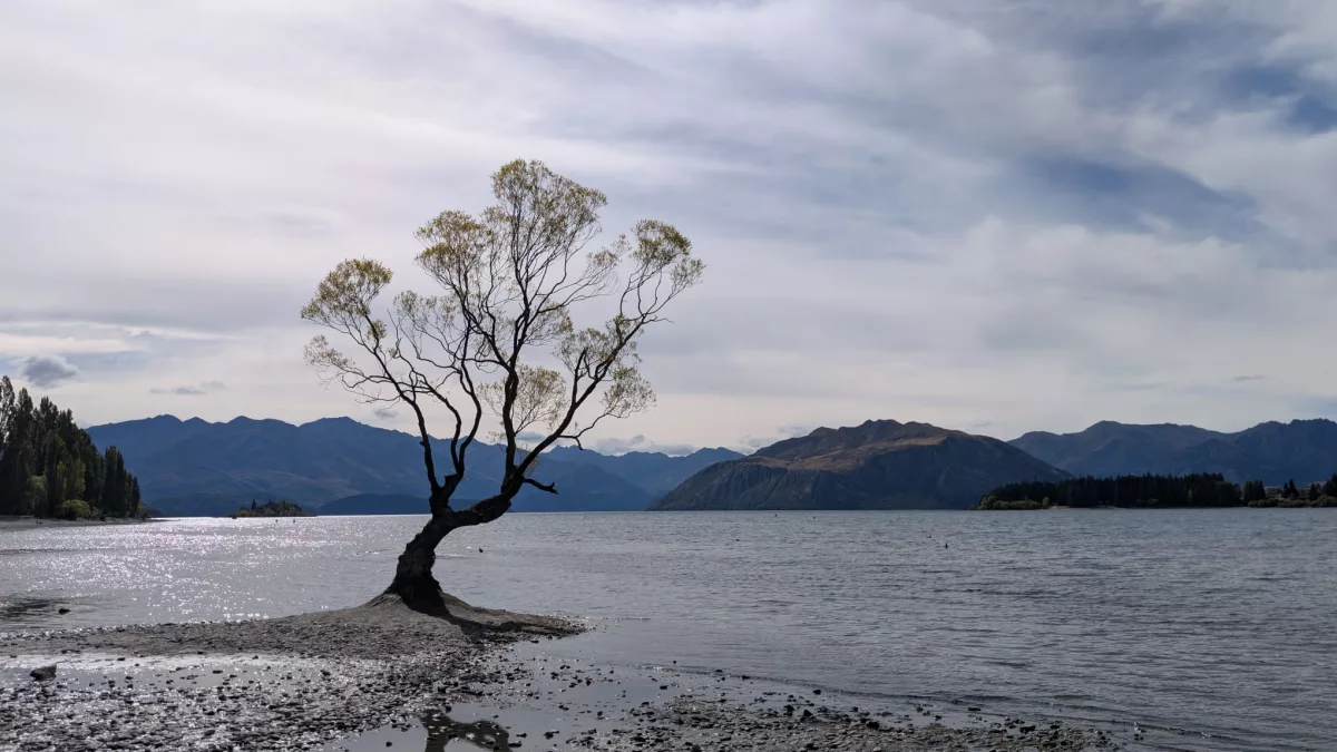 Der berühmte Wanaka-Tree (für mich kein Highlight)