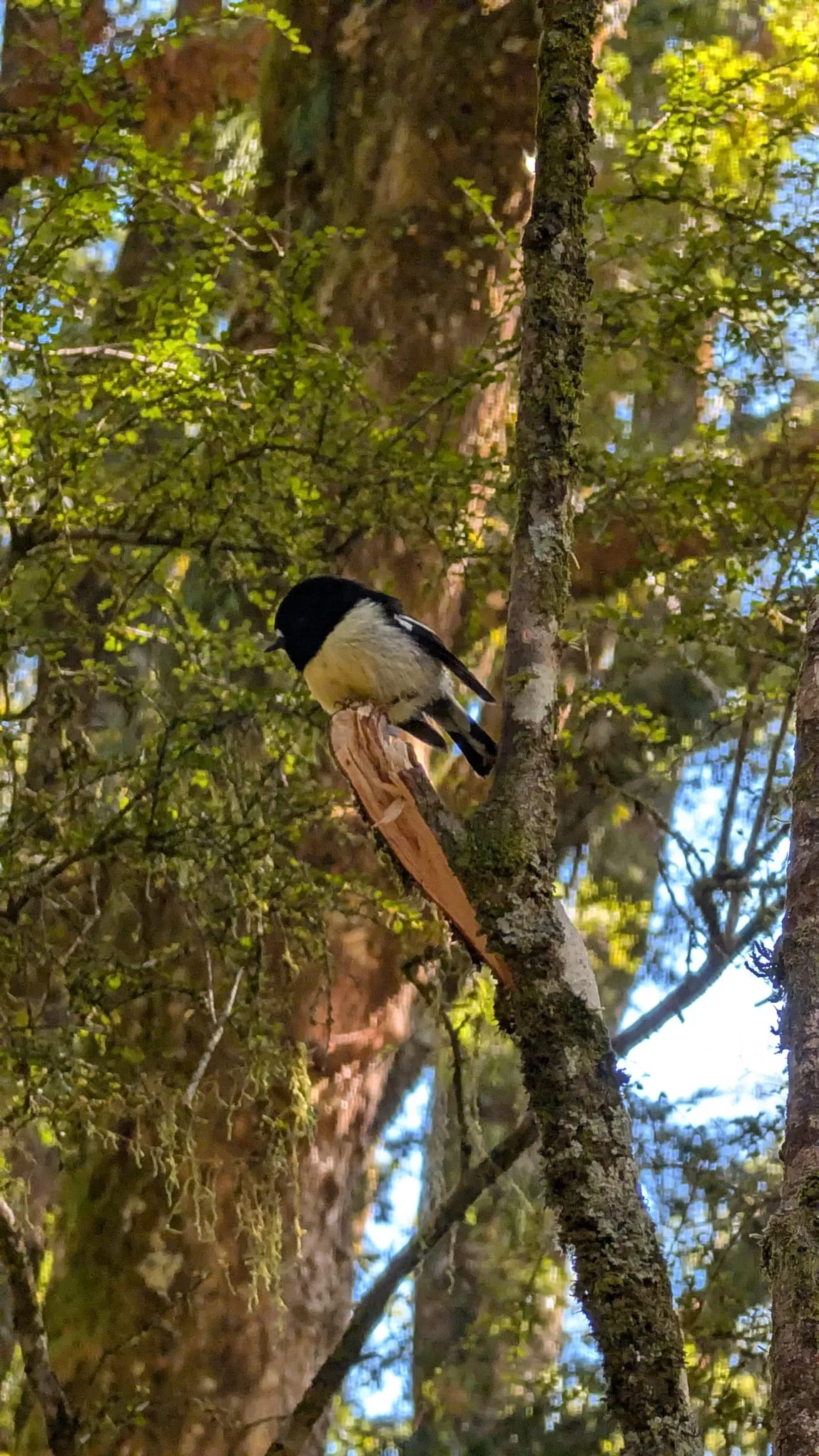 Auch hier konnten wir wieder einige Vögel beobachten