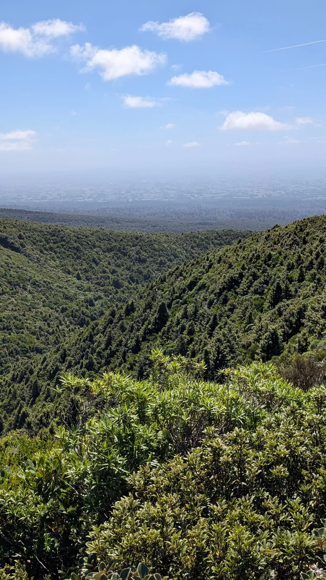 Blick über den grünen Egmont-Nationalpark