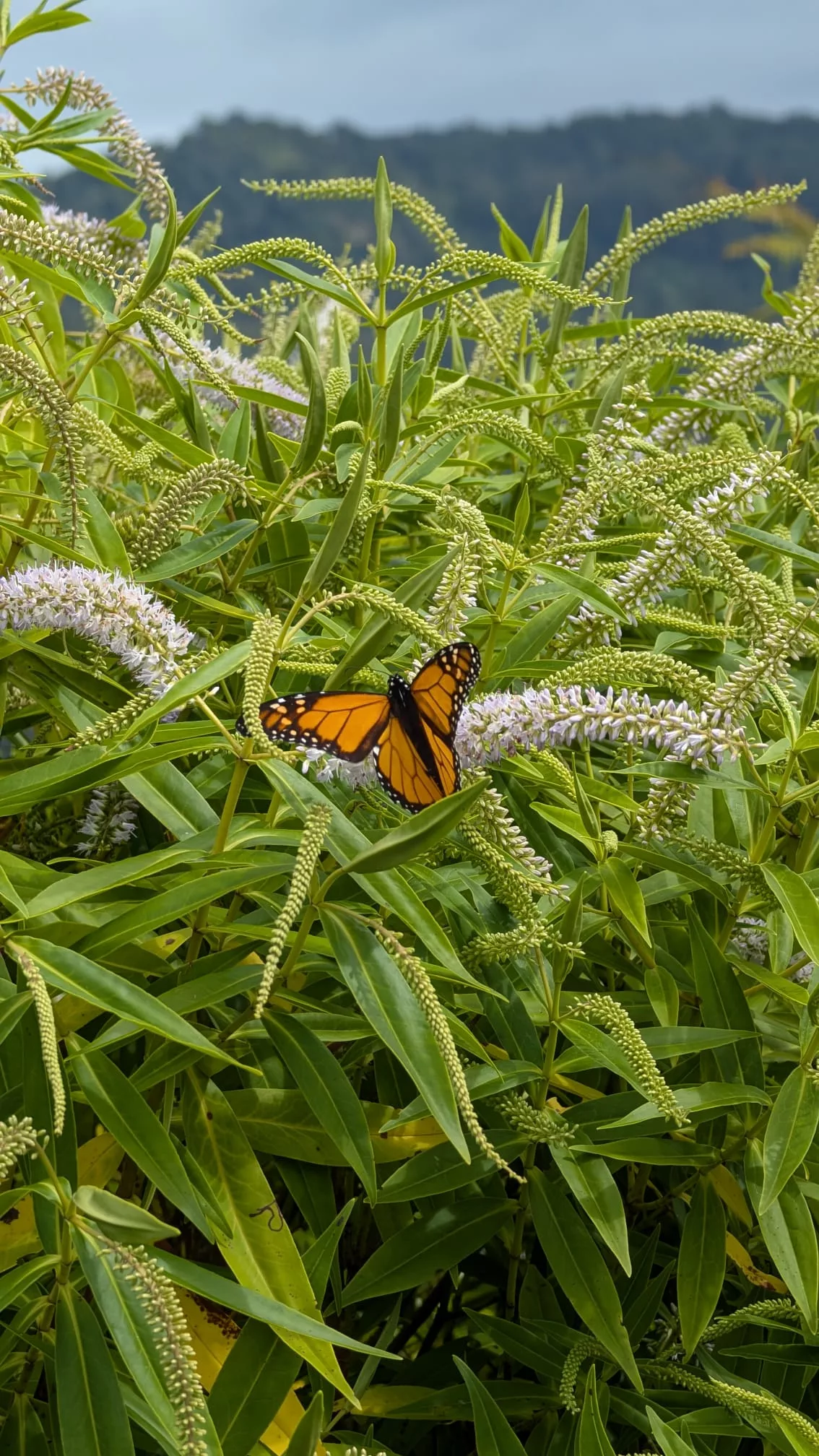 Schmetterling im Grünen vor dem Arataki Visitor Center
