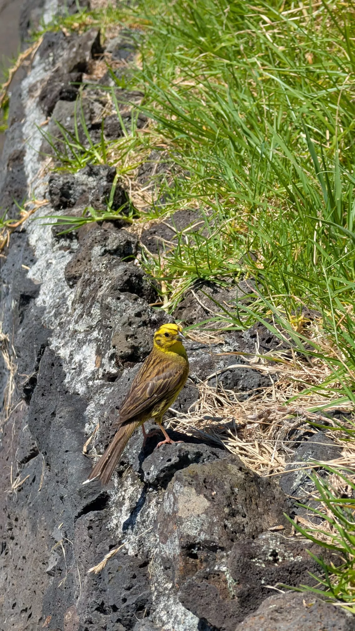 Auf dem Weg trafen wir viele Goldammern