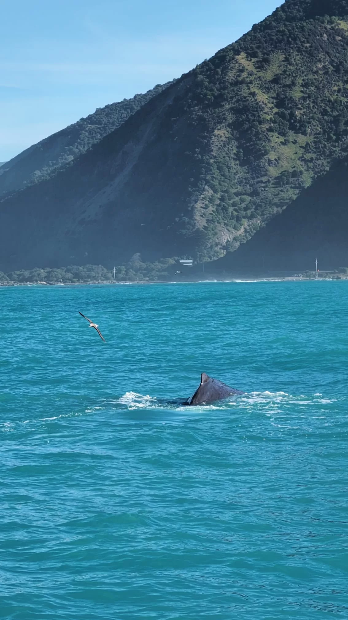 Der Pottwal taucht nach dem Luftholen langsam wieder unter...