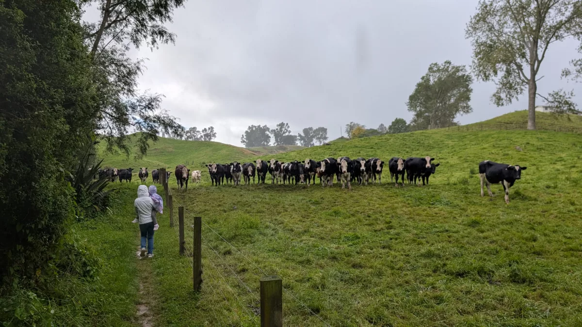 Die Kühe beobachteten genau wer da über ihre Wiese läuft