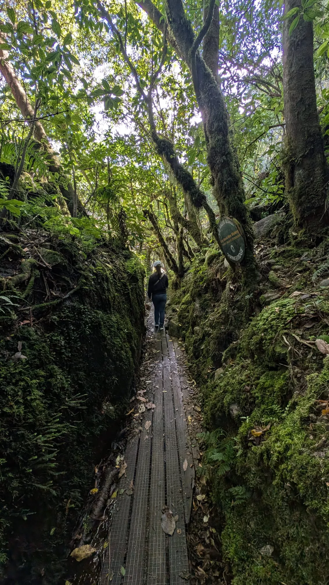 Spaziergang über den Loop Track an der Buller Gorge