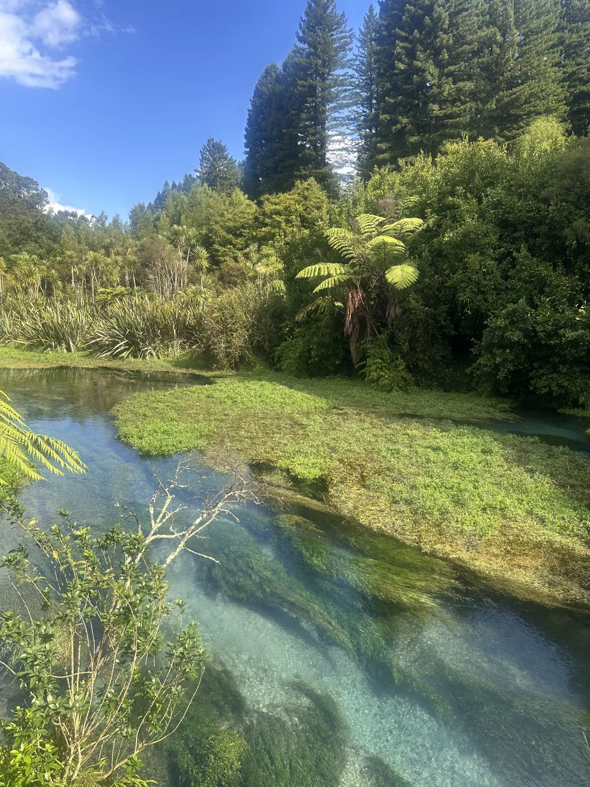 Die Putaruru Blue Springs sind unglaublich klar