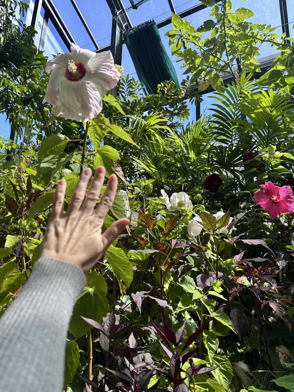 Riesige Blüten im Pukekura Park im Vergleich zu meiner Hand