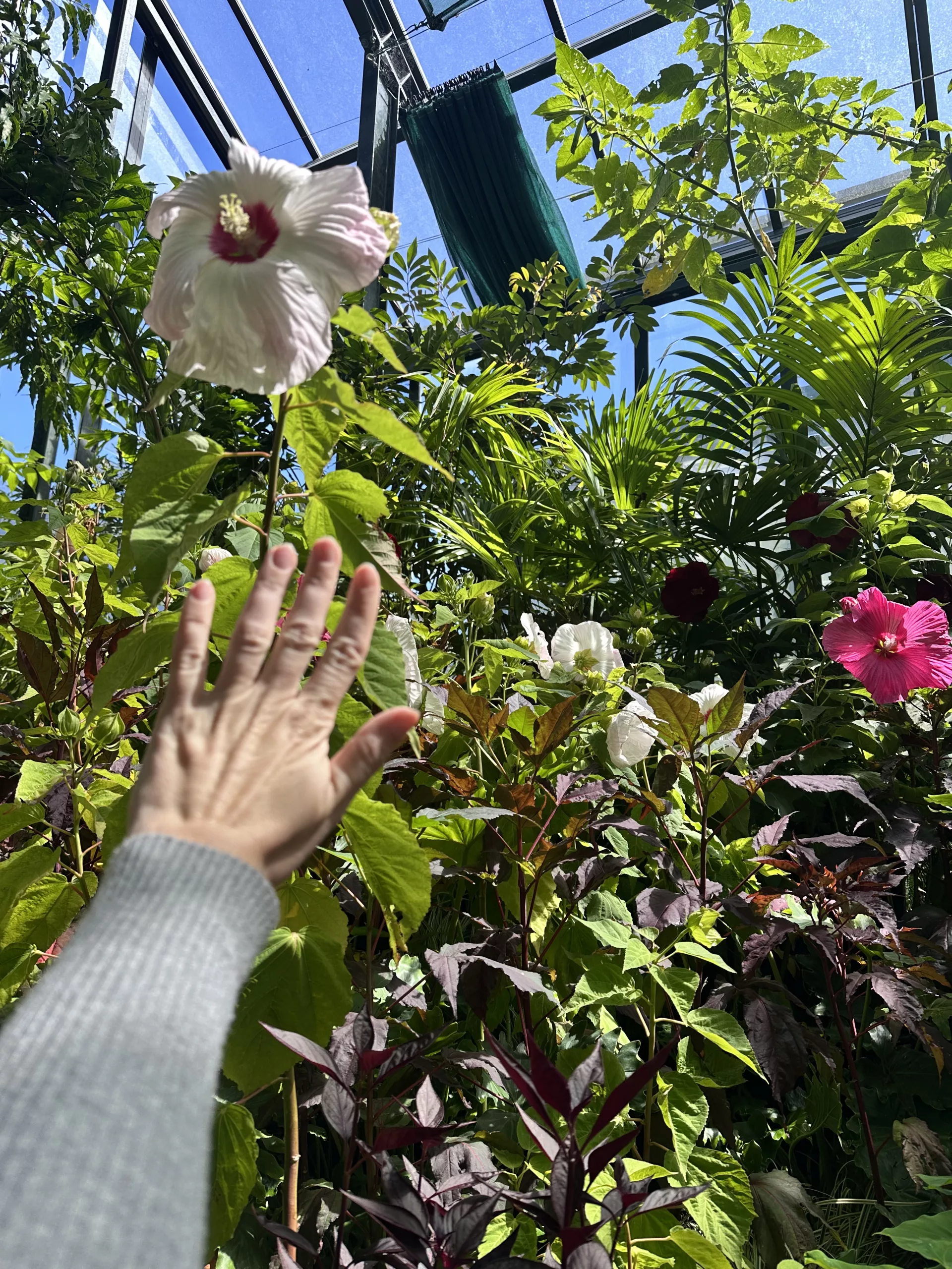 Riesige Blüten im Pukekura Park im Vergleich zu meiner Hand