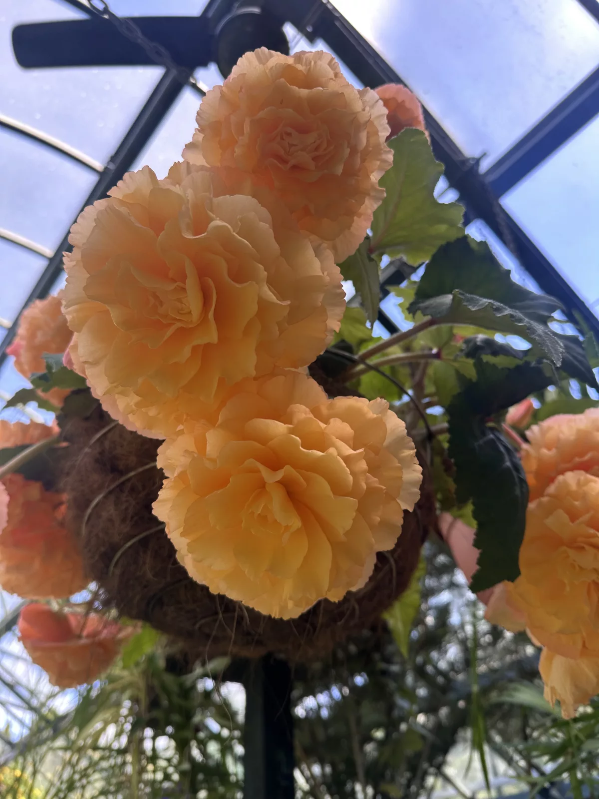 Ava hat an allen Blumen geschnuppert, ich hab sie fotografiert ;)