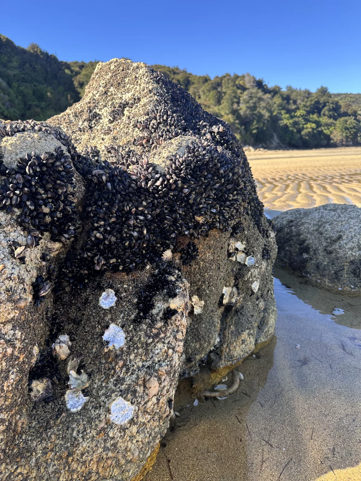 Zahlreiche Muscheln tauchen bei Ebbe auf