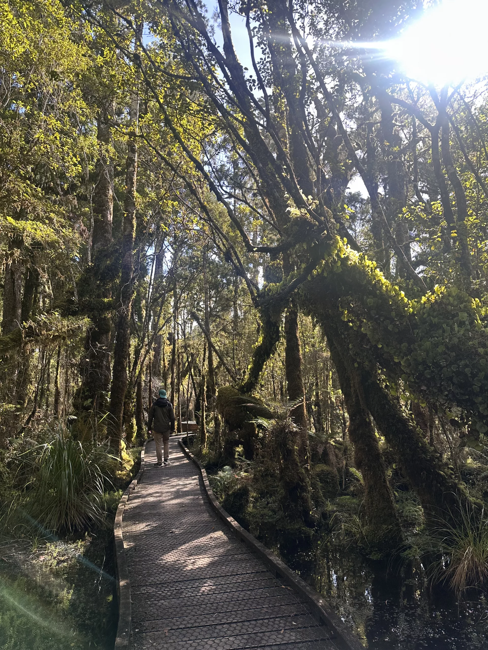 Waldspaziergang an der Ship Creek