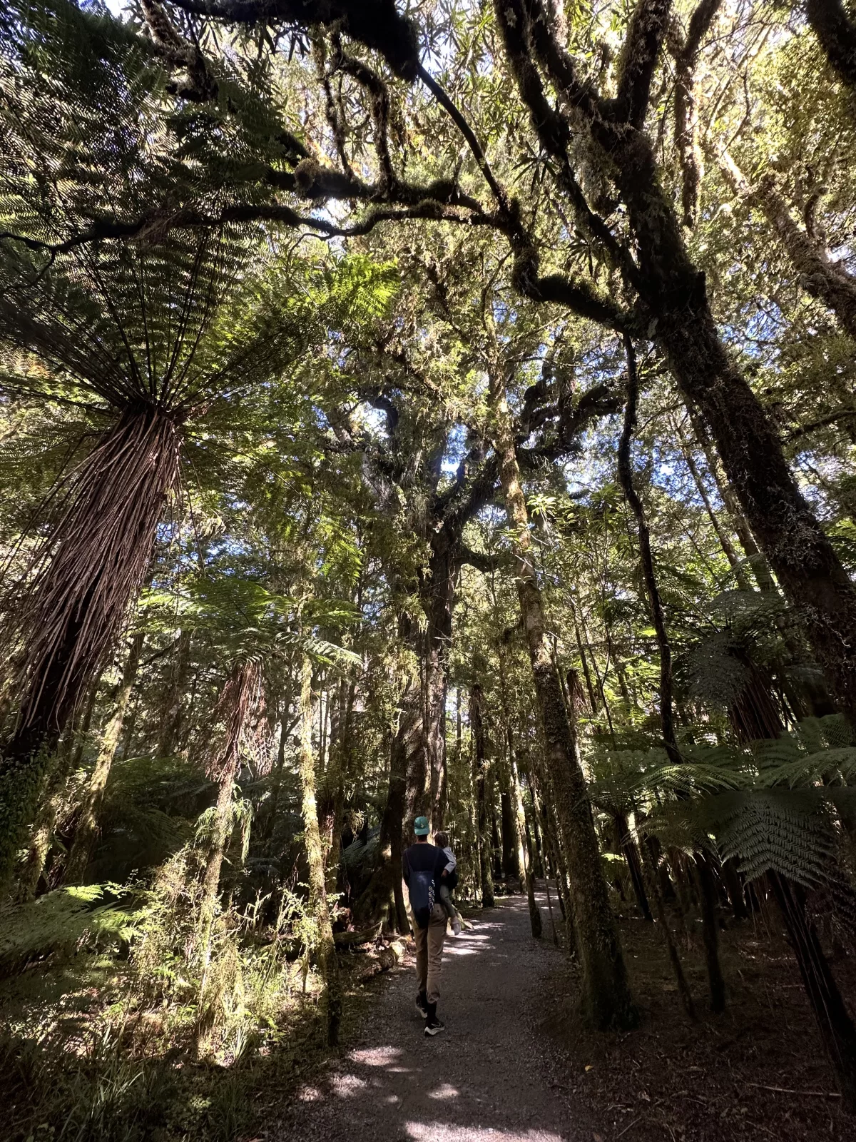Der Weg zu den Roaring Billy Falls führt durch den Wald