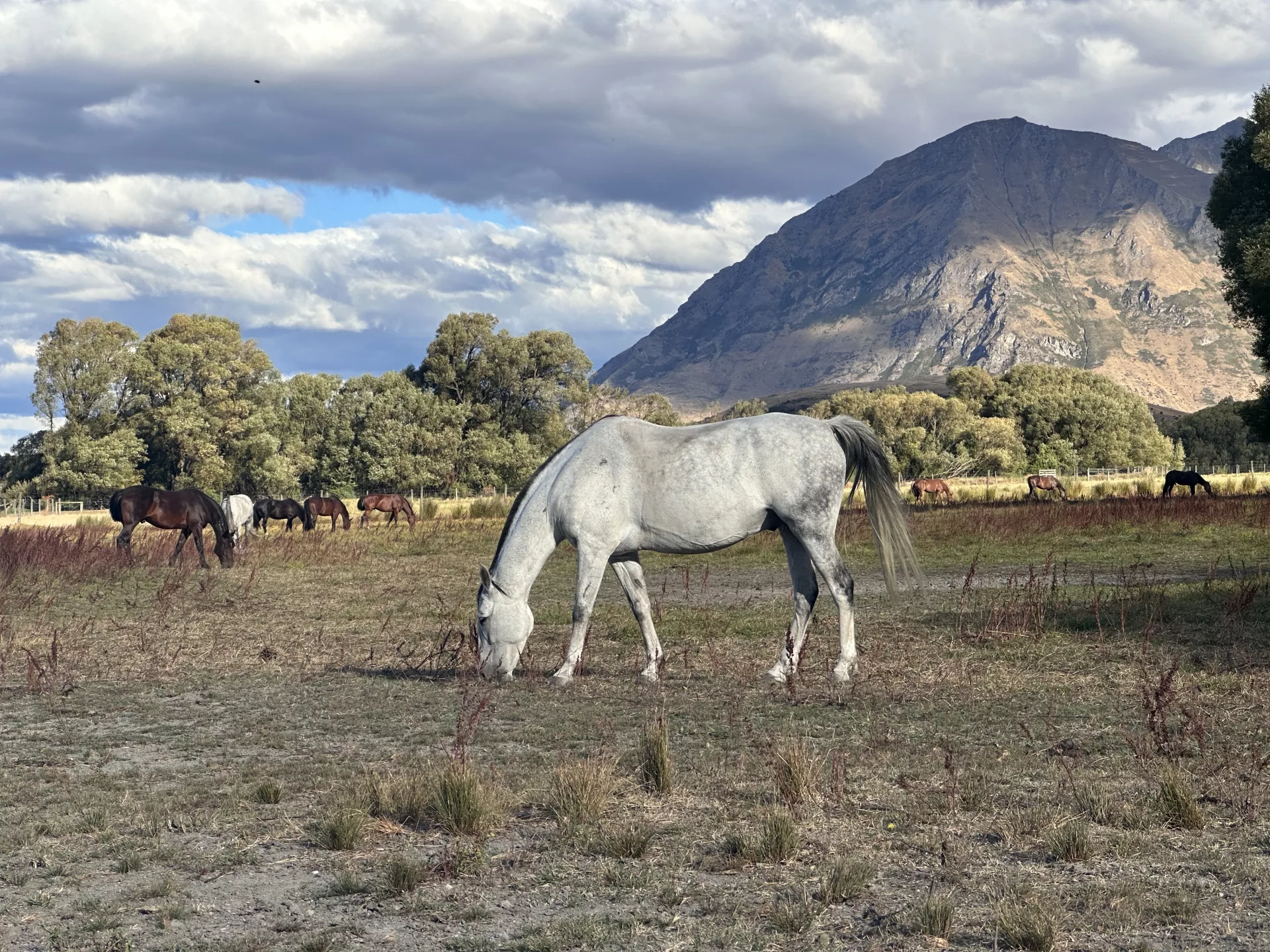 Idyllische Kulisse beim Wanaka Horse Trekking