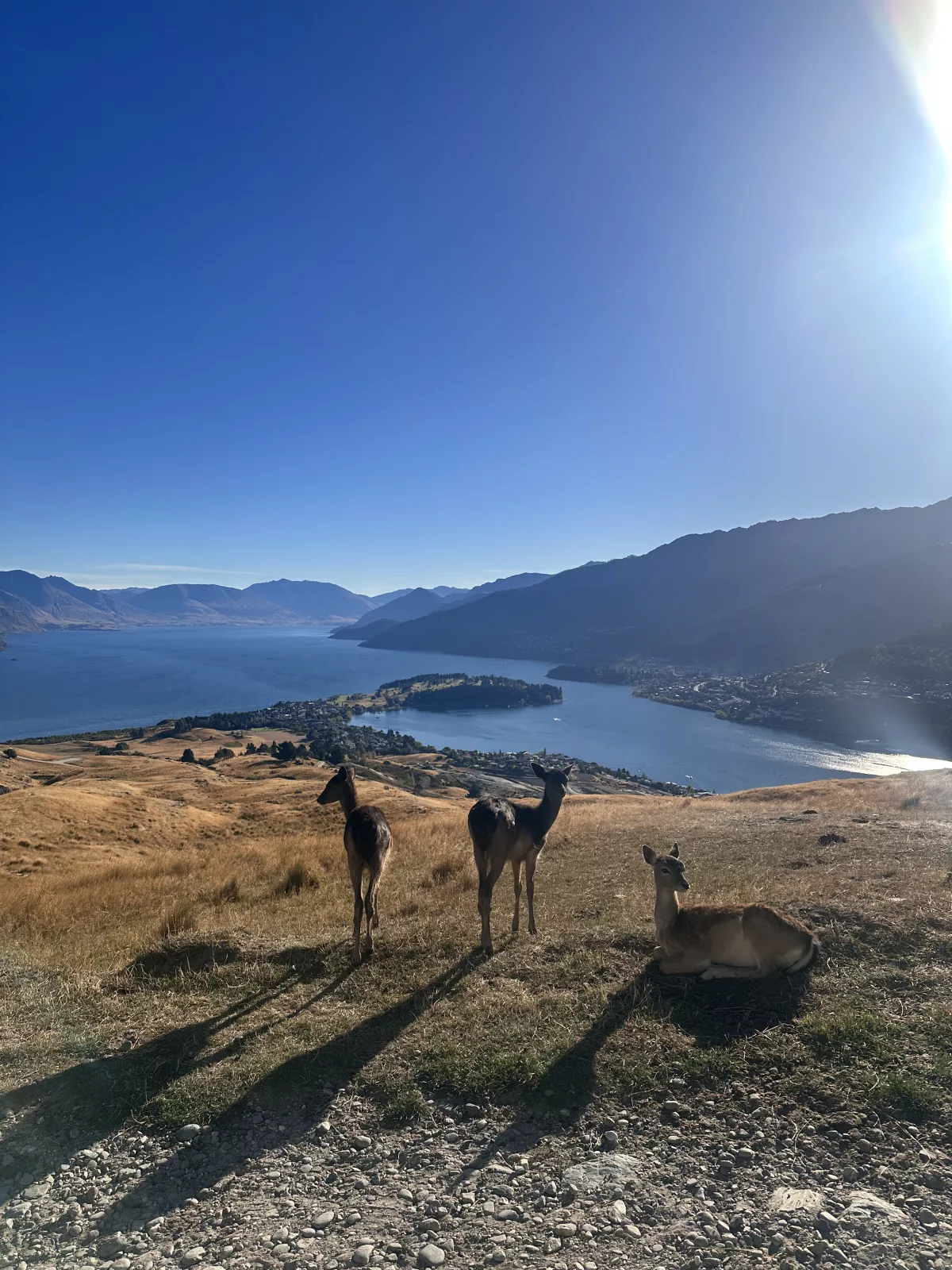 Die Rehe haben sich den besten Platz gesichert
