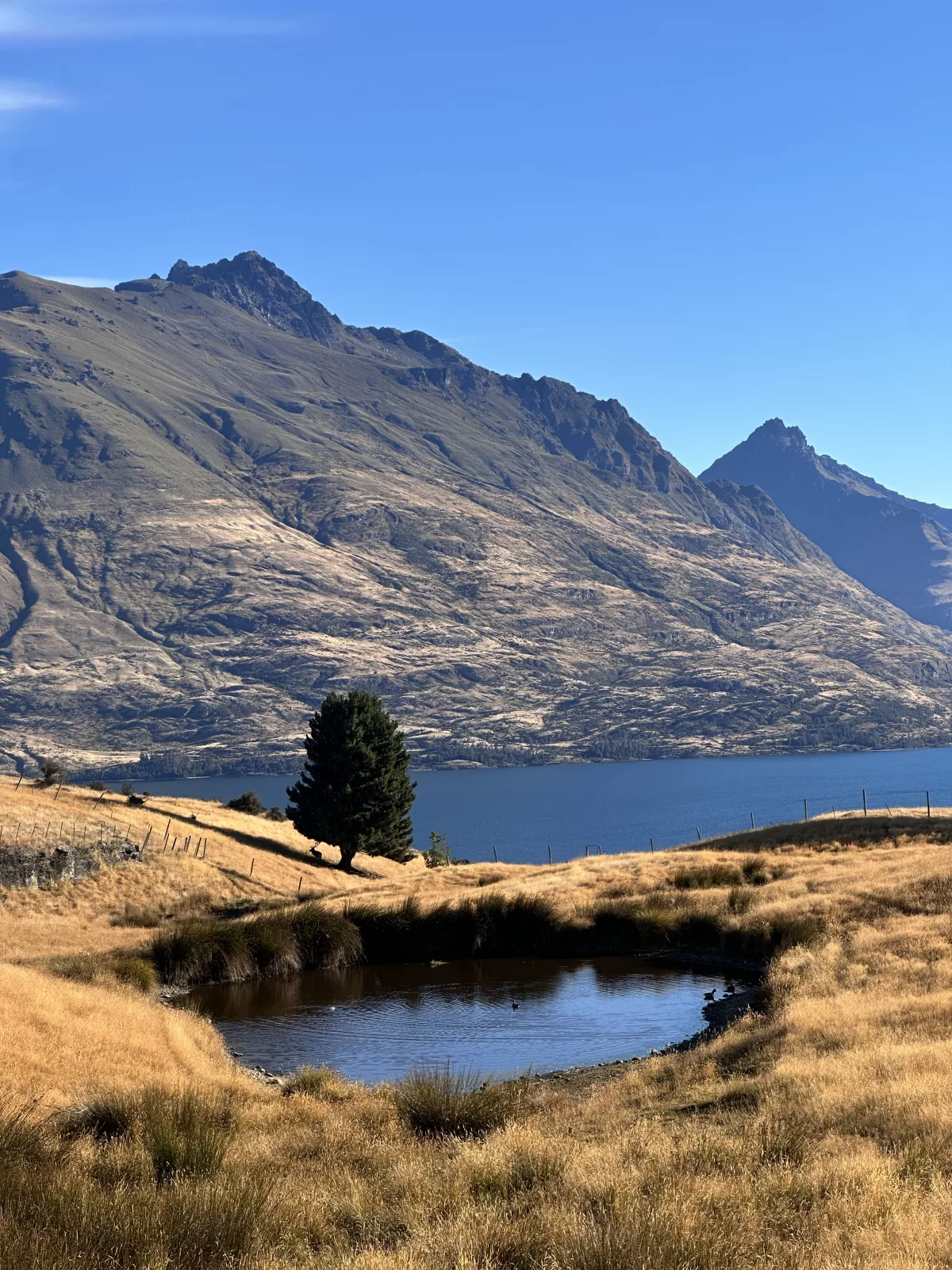 Hirsch im Deer Park Queenstown