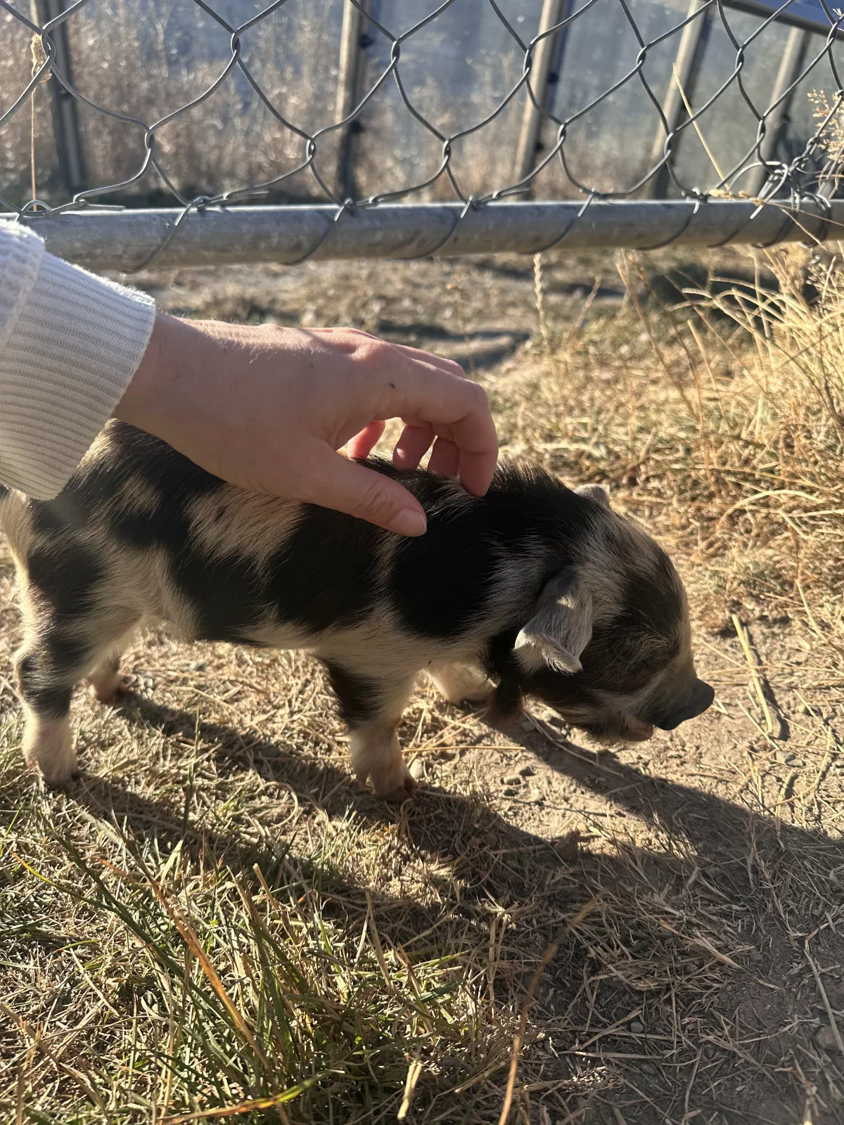 Unsere Lieblingsbewohner waren die kleinen Kune Kune Schweine