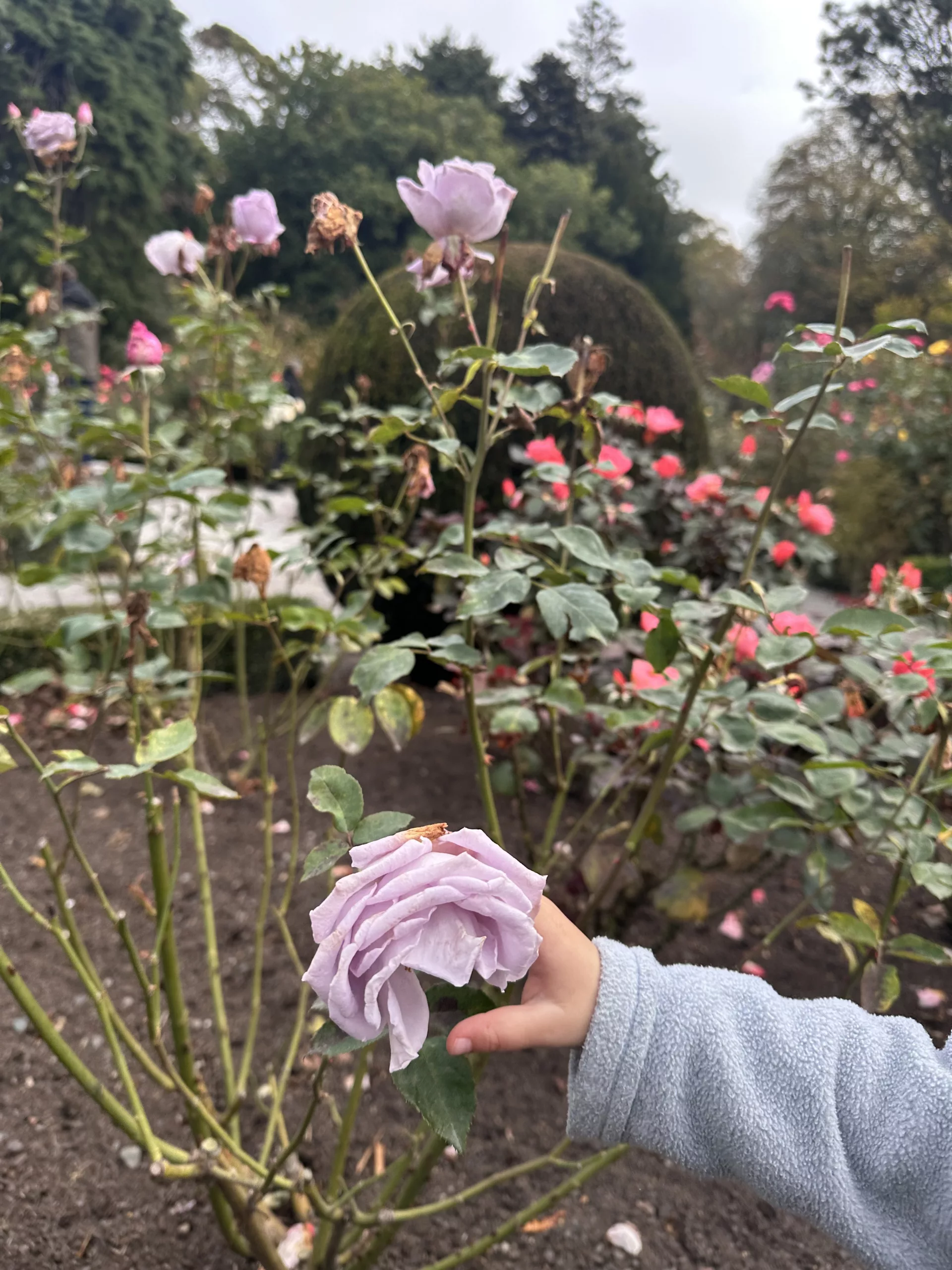 Einmal an den lokalen Rosensorten schnuppern