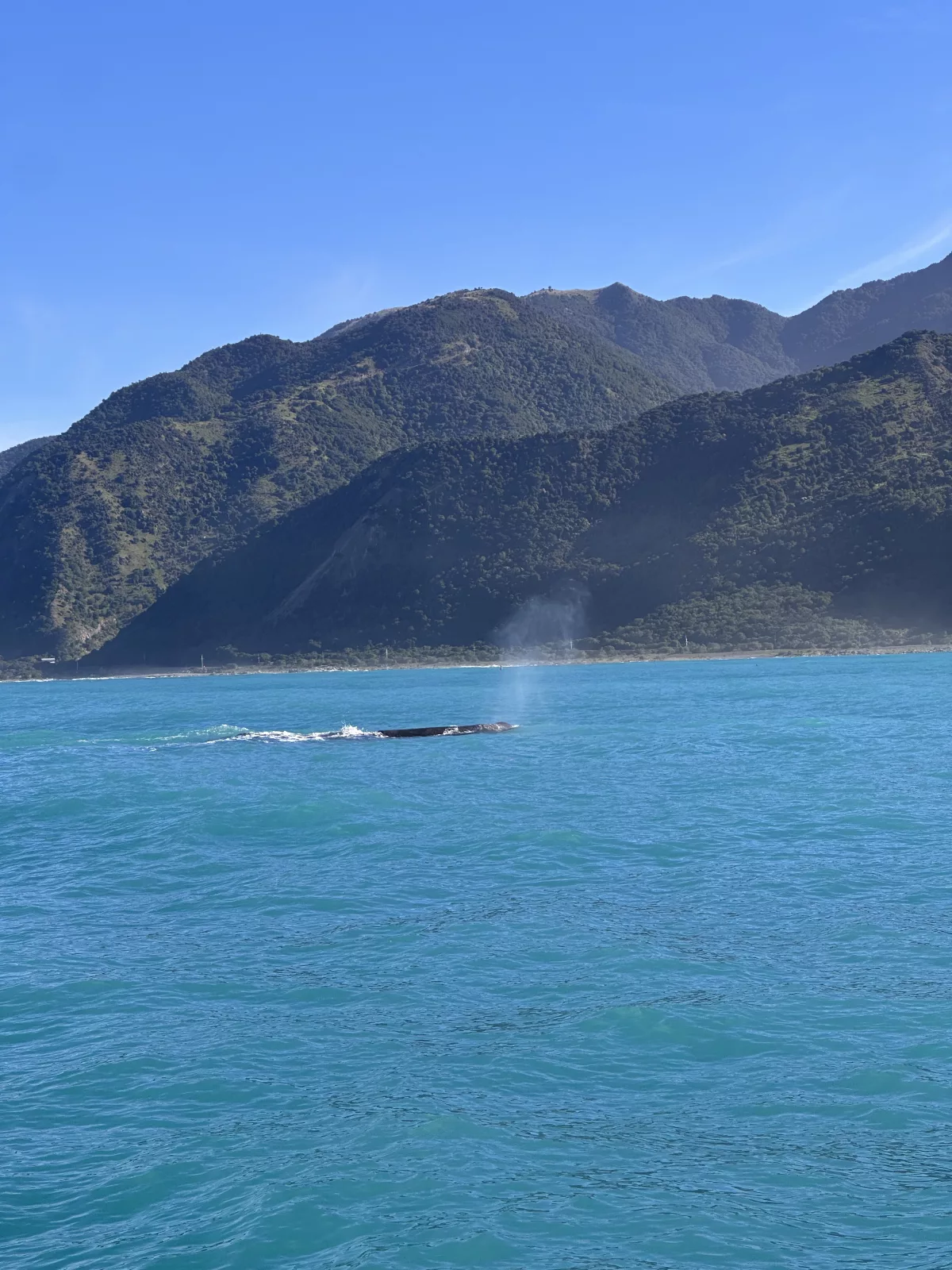 Nach etwa 30 Minuten sehen wir schon den ersten Wal